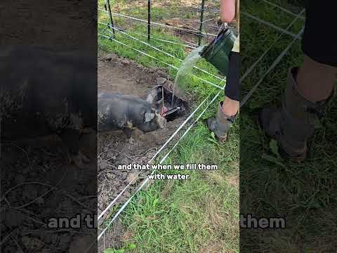 Pig Water Solution You Need!