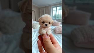 Cute mini puppy