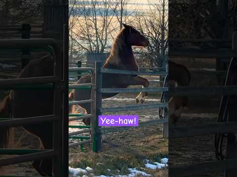 The horses when it’s 50 degrees but also winter in Montana ☀️