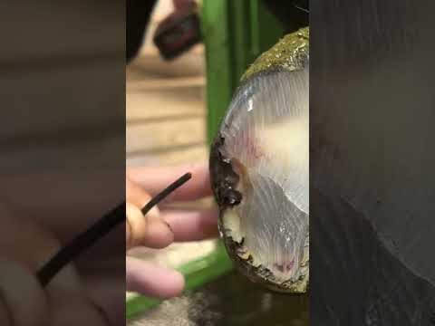 Pulling Stuff out of Cows Feet!!! 😳😳😳#hoof #stoneinhoof #extraction #nail #hoofpicking