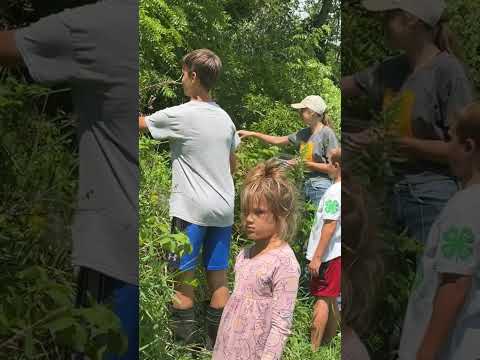 Come pick WILD BLACKBERRIES with us! #berrypicking #farmlife