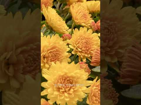 Yellow Chrysanthemum Flowers Bloom in Time Lapse!  #shorts