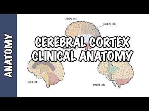 Clinical Anatomy - Cerebral Cortex (lobes, injury and clinical signs)