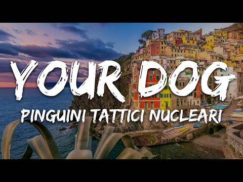 Pinguini Tattici Nucleari - Your Dog (Testo/Lyrics)