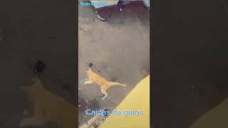 Caídas de gatos #gatos #cats #humor #gracioso #funny #chistoso