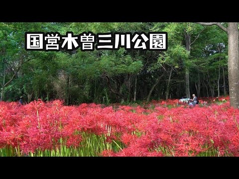 緑と赤のコントラストが綺麗　河畔林に群生する彼岸花