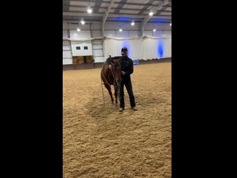 Our Horsemanship Showcase Experience!