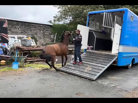 Problem horse's in the isle of man! Amazing trip!