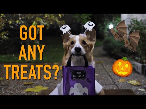 DOG'S HALLOWEEN! - Topi the Corgi