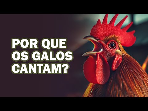 Por que os galos cantam ao amanhecer?