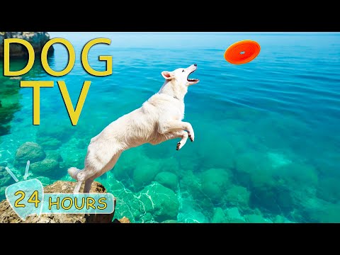 DOG TV: Best Video Fun & Relaxing for Dogs - Prevent Boredom & Anxiety with Soothing Music for Dogs