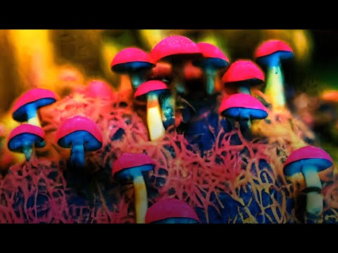 Psychedelic Visuals Mushroom Trippy Vibrant LSD Trip Geometric Acid Warp Video