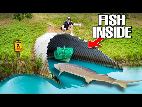 TUNNEL FISH TRAP Catches Tons Of FISH To Stock My 4000 Gallon POND!