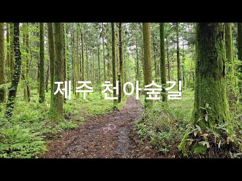 제주 천아숲길.