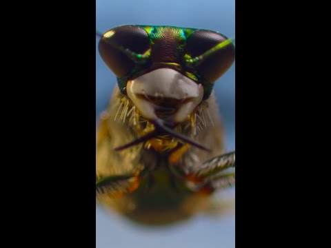 The calming sounds of Southeast Asian bug life #ARealBugsLife