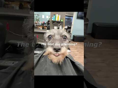 SONG NAME: Montagem Butterfly Effect (Over Slowed Reverb) #shorts #dog