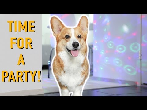 HOUSE PARTY! - Topi the Corgi