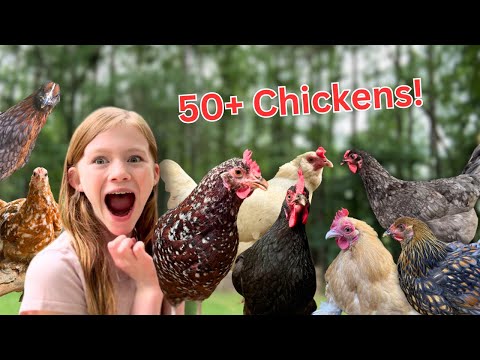 Meet ALL of my CHICKENS!!!