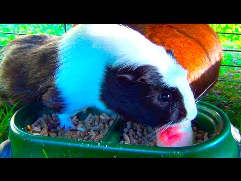 Guinea Pigs Eating Watermelon Rinds