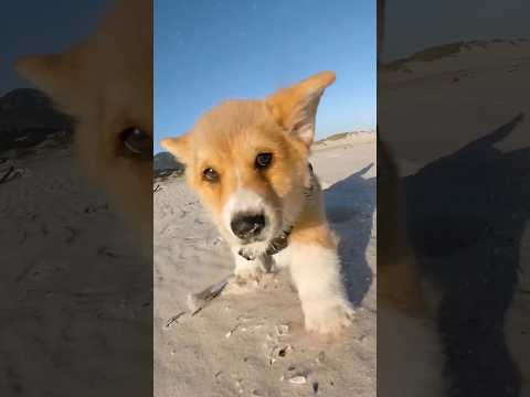 My puppy’s first time at the beach 🥹  @insta360 #insta360