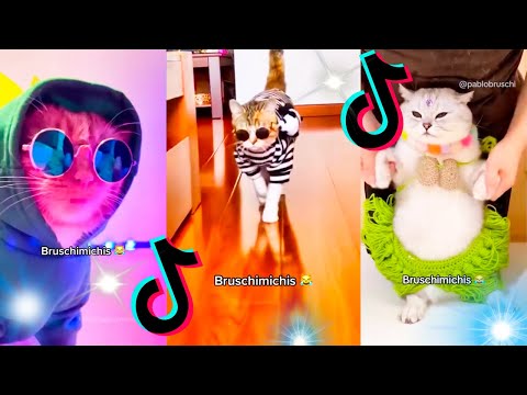 🤣 Mejores Videos de Gatos Bruschimichis | Compilación Divertida de Gatos Graciosos