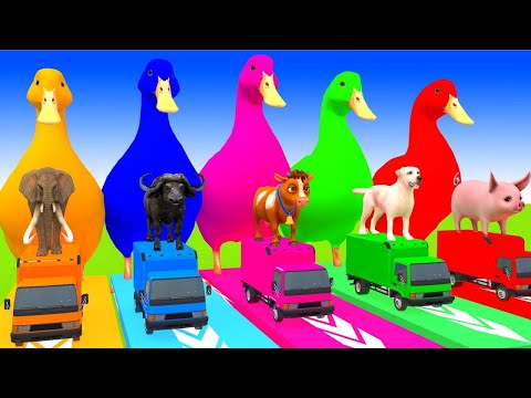 5 Giant Duck Cartoon, Cow, Mammoth, Elephant, Lion, Paint Wild Animals Crossing Fountain Animation