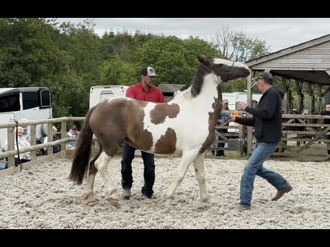 Horse is terrified of being sprayed with water!!