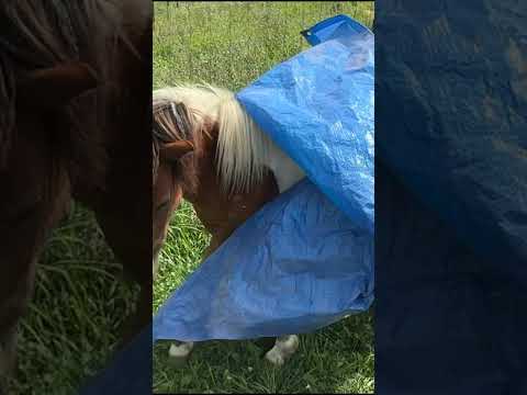 Mini Horse Training #minihorse #equestrian #horselover