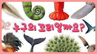 누구의 꼬리일까요? | 31종 동물 꼬리 맞추기 | 동물퀴즈 | 어린이 관찰퀴즈