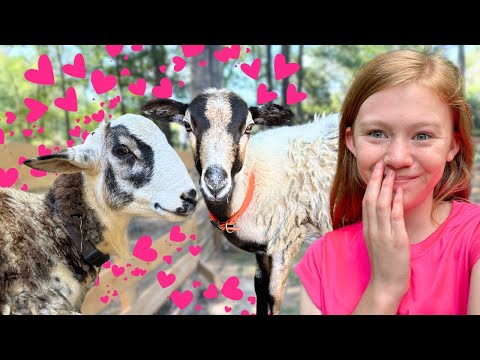 Let the ROMANCE BEGIN!| CRAZY BREEDING SEASON BEGINS