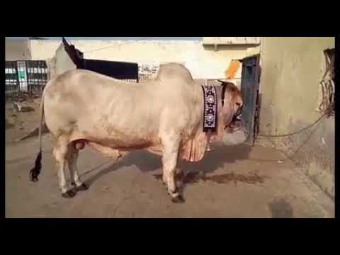 beautiful cow tiktok video