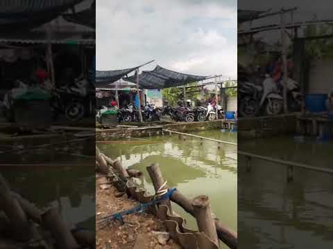 kolam harian kp ibra || mancing gurame #fishing #mancingmaniamantap #kolamharian #mancingmania