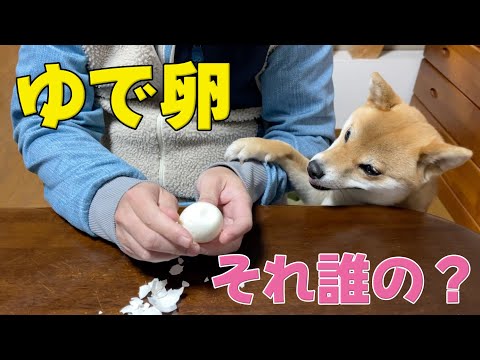 【ちょっと待った】ゆで卵の殻を破ると忍び寄る柴犬　小夏