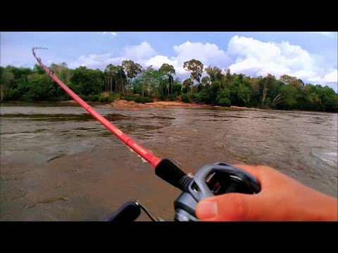 Pencarian Predator Sungai Seruyan Kalimantan Tengah Ikan Predator Sungai Shimano Curado DC #001