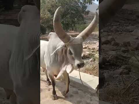 Kankrej Cow Marwad Kankrej Cow Marwad 🐄