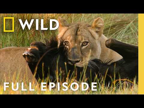 Species Smackdown (Full Episode) | Ultimate Rivals: Cat v. Dog | Nat Geo Animals