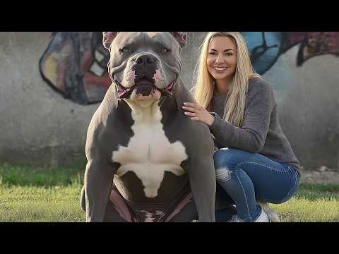 Exploring 11 American Bully Bloodlines | Strength, Style, and Legacy