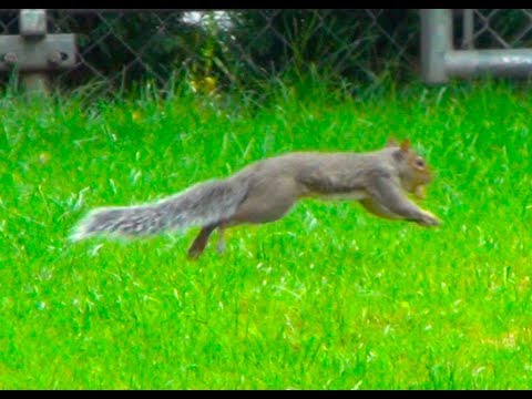 Squirrel Running Around - Squirrel and Nut