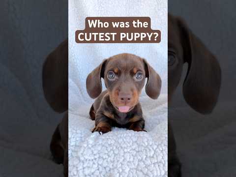 Who was the CUTEST PUPPY? #minidachshund #puppy #cutepuppy #weinerdog #dachshund #dachshundpuppy