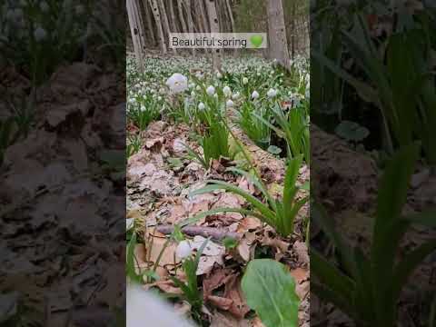 Spring flowers #spring #travel #romania #brandonlake #DMPBeatssounds #nature #forest