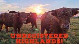 3 reasons to raise unregistered highland cows!