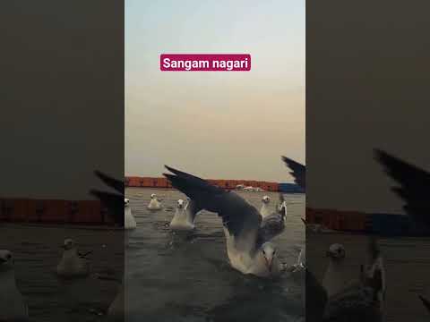 #sangamnagari#prayagraj #shortvideo #@Jani1429plz like share subscribe