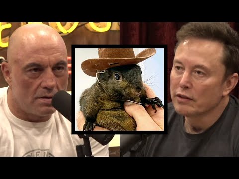 RIP Peanut the Squirrel | Joe Rogan & Elon Musk