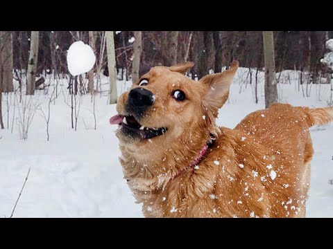 Dogs Reacting to First Snow   Funniest Dog Reaction