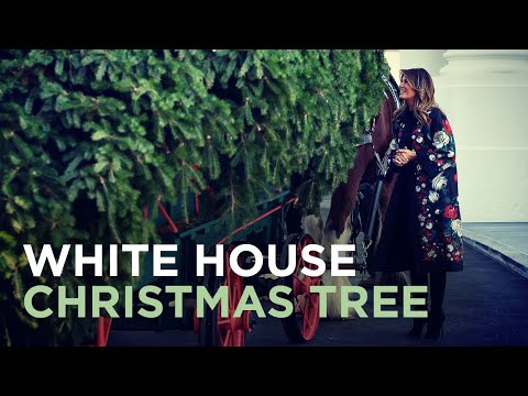 Melania Trump receives official White House Christmas tree