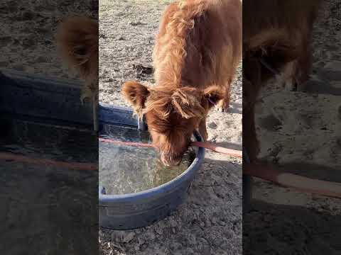 Wendy Darling likes her clear blue Italian stream! #highlandcows #colorado #cows