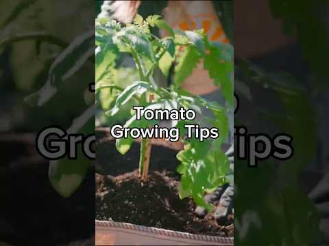 Tomato Planting Tips