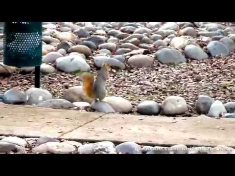 Squirrel Running with a Peanut