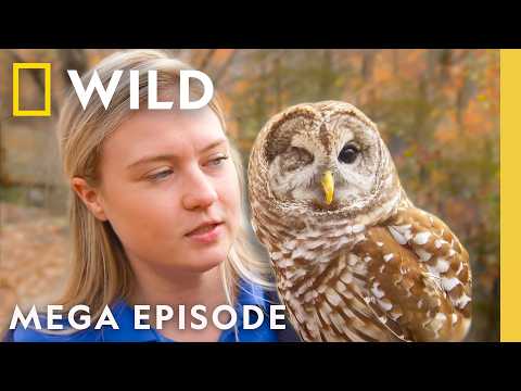 Secrets of the Zoo: North Carolina | MEGA EPISODE | Nat Geo Animals