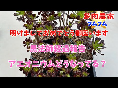 【多肉植物】新年初めはアエオニウムについて✨